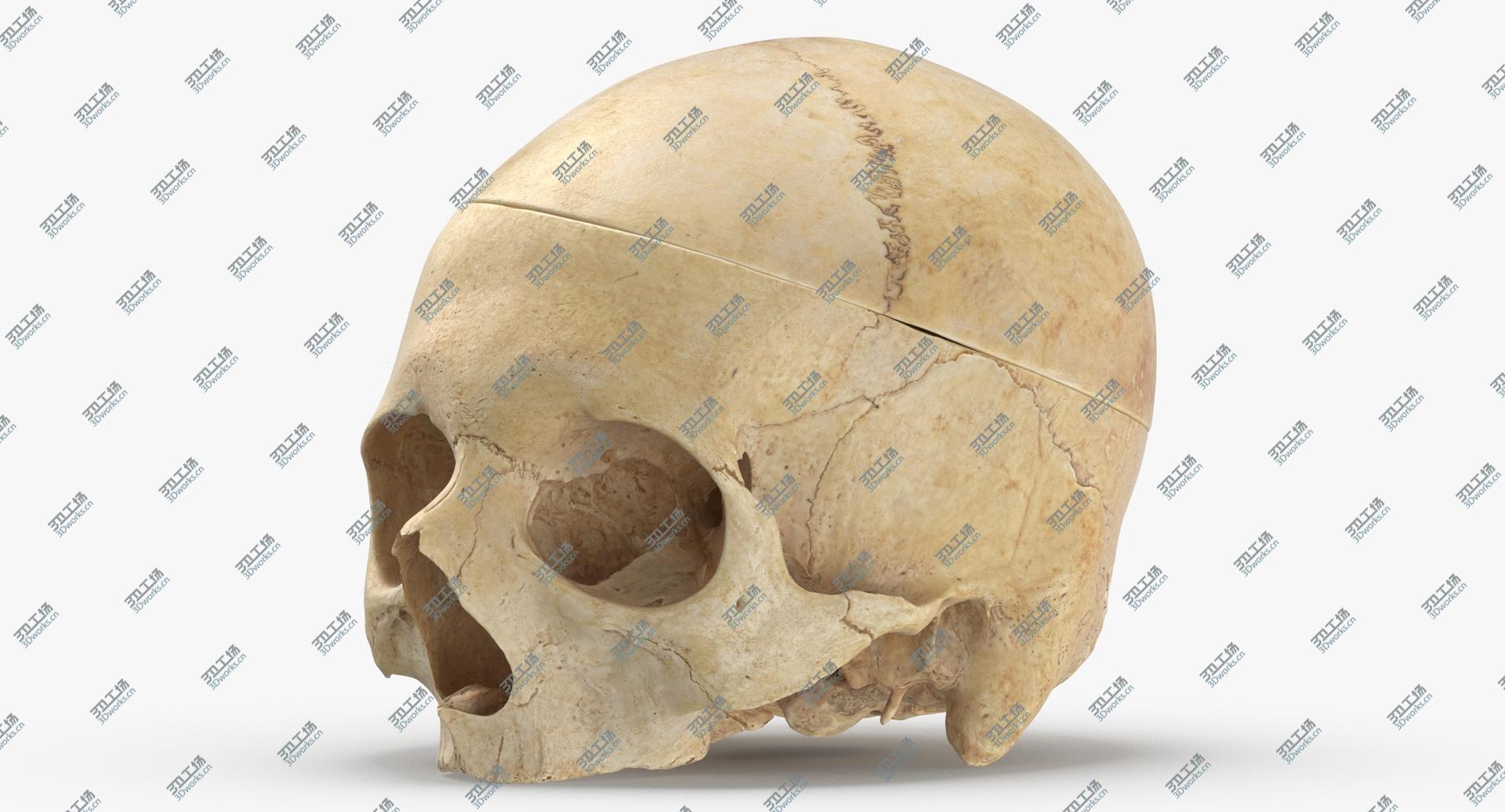 images/goods_img/202104021/3D Real Human Skull Cranial 02 Cut With Piece/4.jpg